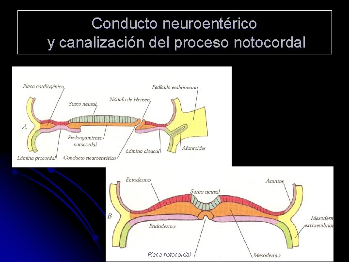 Conducto neuroentérico y canalización del proceso notocordal Placa notocordal 