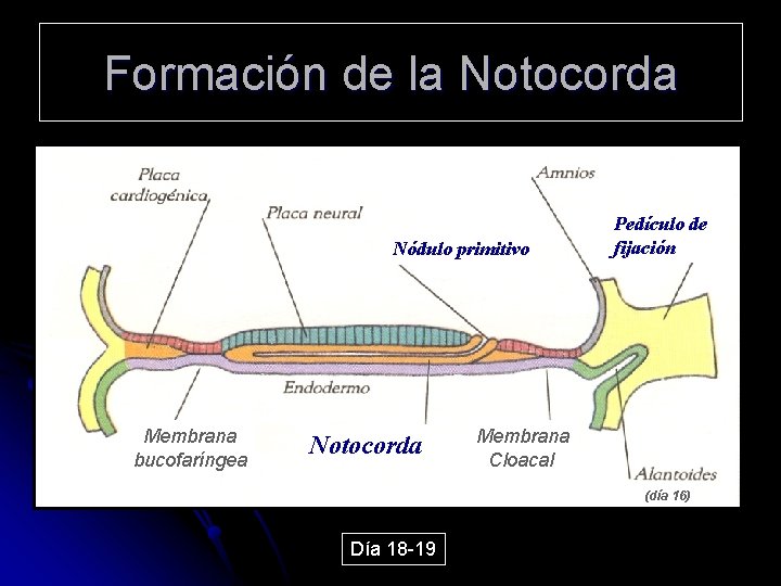 Formación de la Notocorda Nódulo primitivo Membrana bucofaríngea Notocorda Pedículo de fijación Membrana Cloacal
