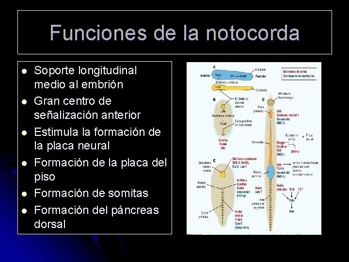 Funciones de la notocorda l l l Soporte longitudinal medio al embrión Gran centro