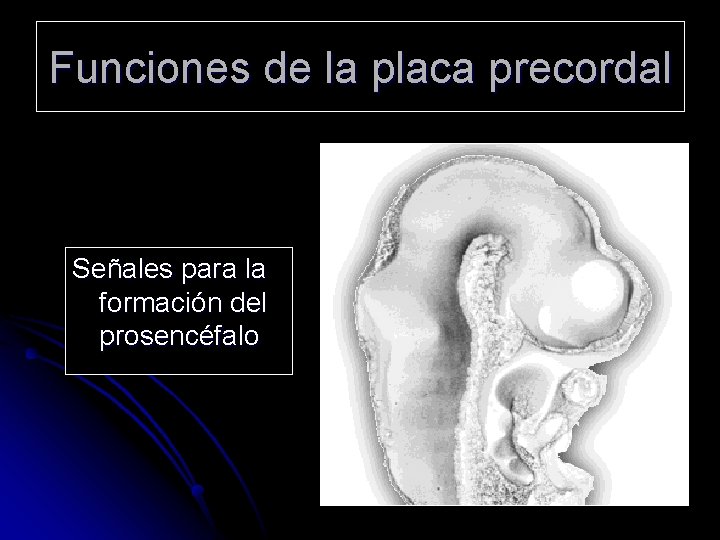 Funciones de la placa precordal Señales para la formación del prosencéfalo 