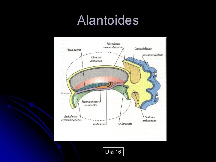 Alantoides Día 16 
