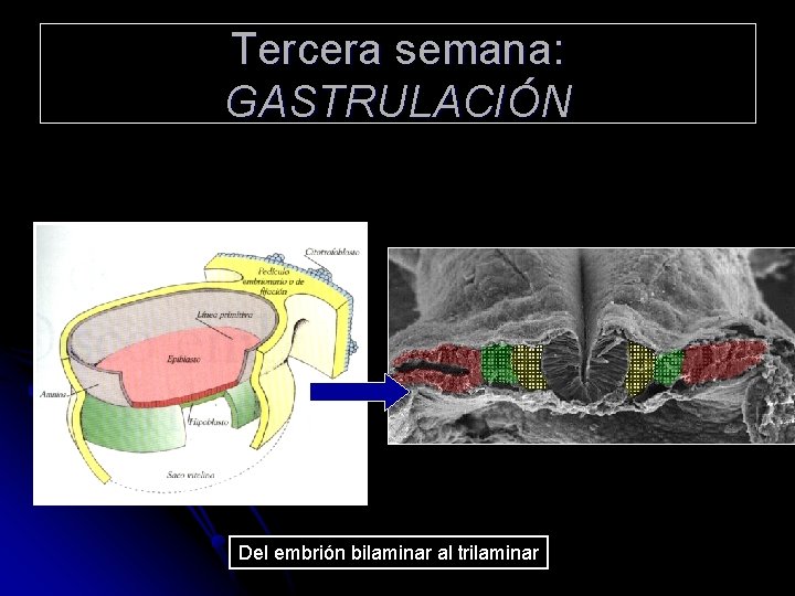 Tercera semana: GASTRULACIÓN Del embrión bilaminar al trilaminar 