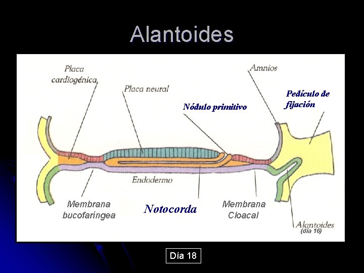 Alantoides Nódulo primitivo Membrana bucofaríngea Notocorda Pedículo de fijación Membrana Cloacal (día 16) Día
