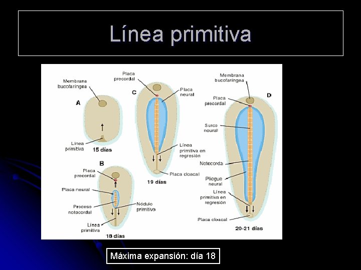 Línea primitiva Máxima expansión: día 18 