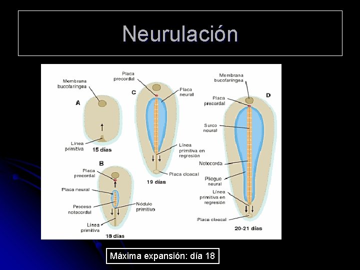 Neurulación Máxima expansión: día 18 