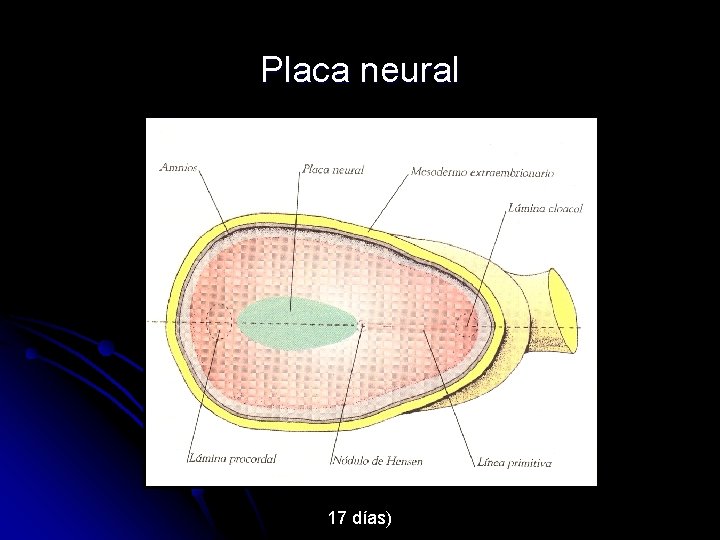 Placa neural 17 días) 