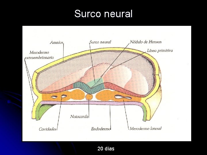 Surco neural 20 días 