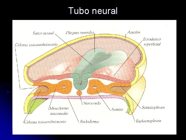 Tubo neural 