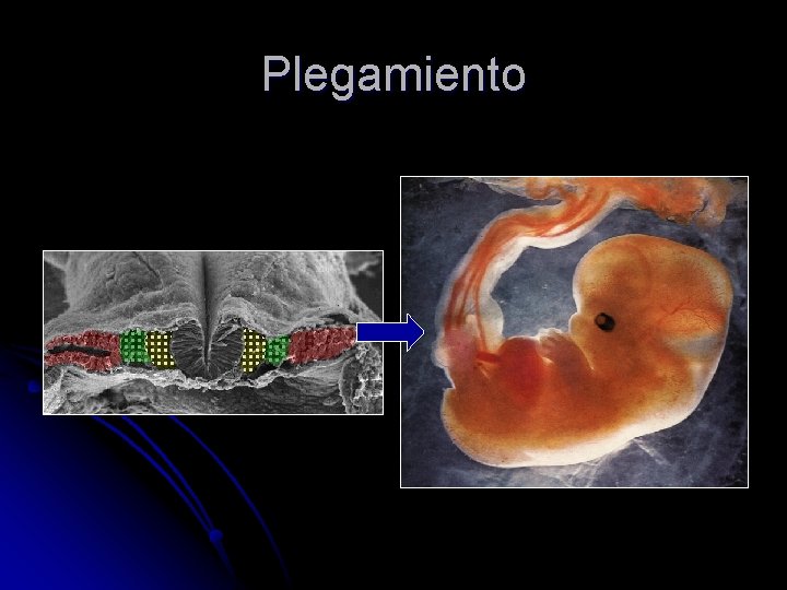Plegamiento 
