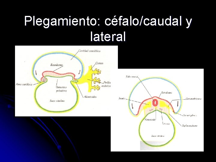 Plegamiento: céfalo/caudal y lateral 