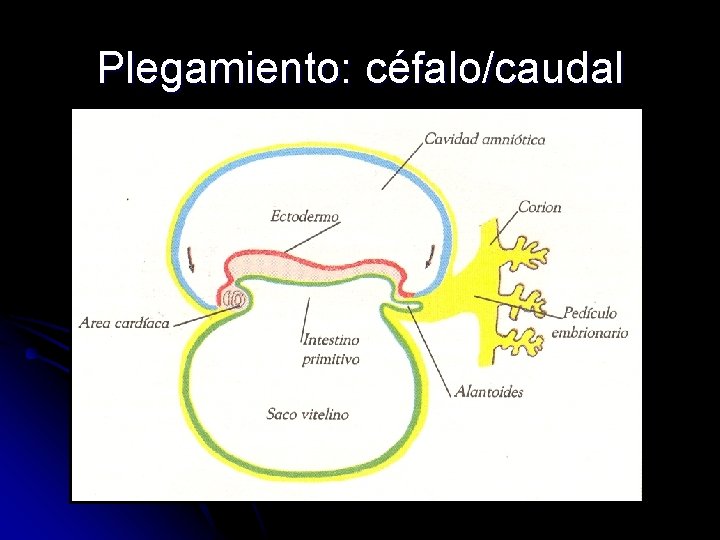 Plegamiento: céfalo/caudal 