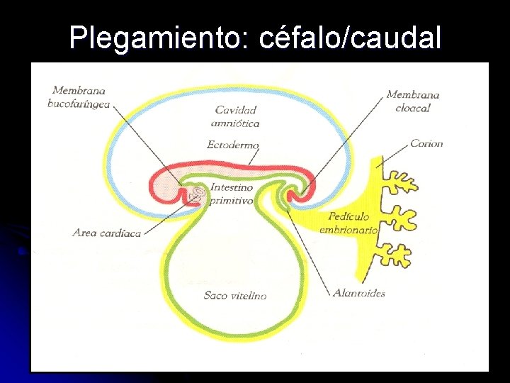 Plegamiento: céfalo/caudal 