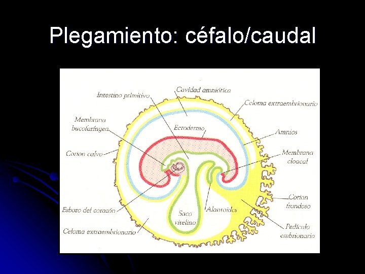 Plegamiento: céfalo/caudal 