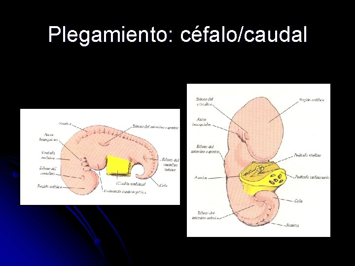 Plegamiento: céfalo/caudal 
