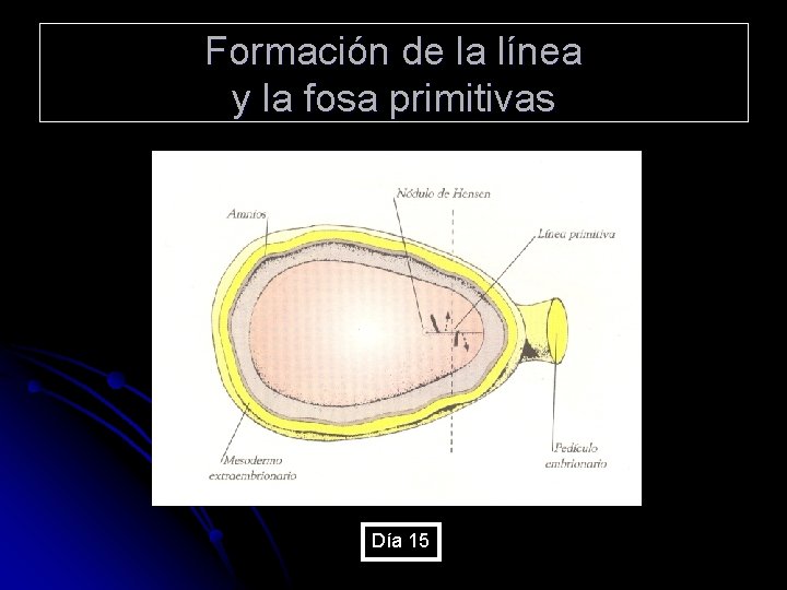 Formación de la línea y la fosa primitivas Día 15 