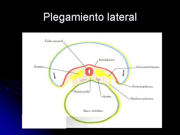 Plegamiento lateral 