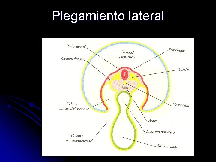 Plegamiento lateral 