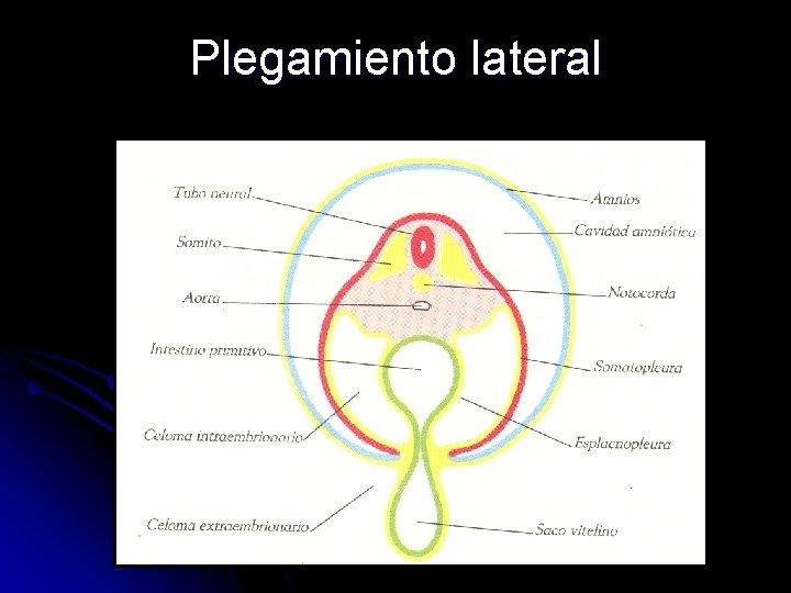 Plegamiento lateral 