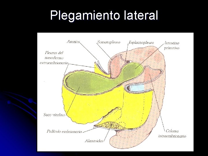 Plegamiento lateral 