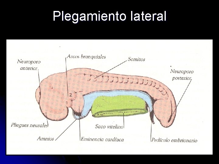 Plegamiento lateral 