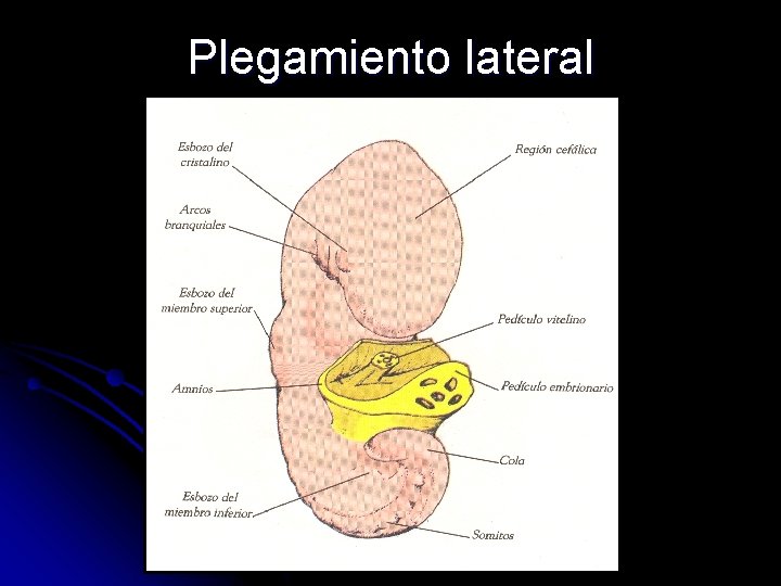 Plegamiento lateral 
