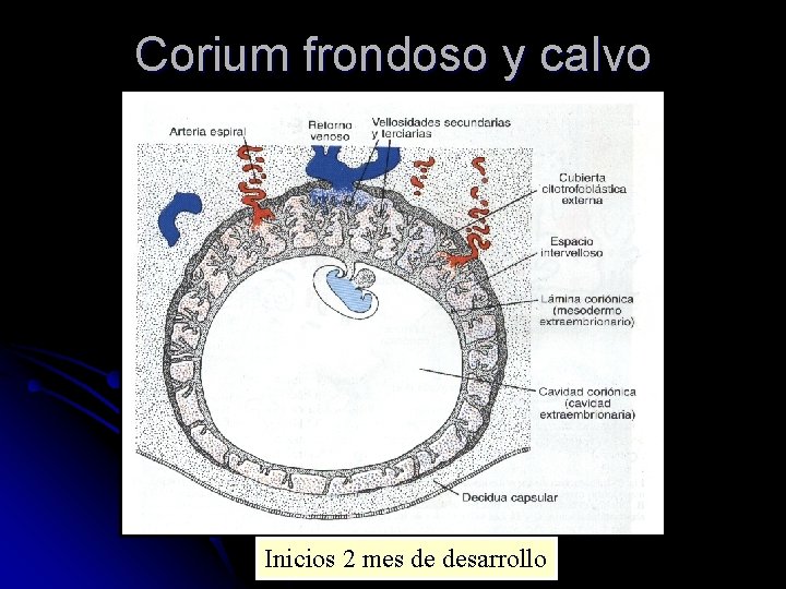 Corium frondoso y calvo Inicios 2 mes de desarrollo 