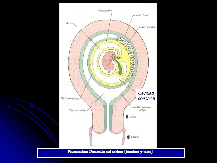 Cavidad coriónica Placentación: Desarrollo del corium (frondoso y calvo) 