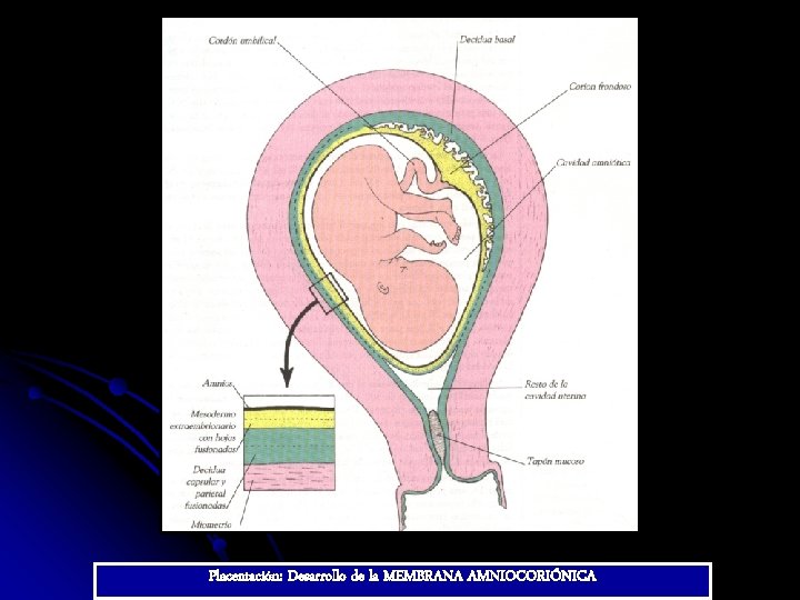 Placentación: Desarrollo de la MEMBRANA AMNIOCORIÓNICA 