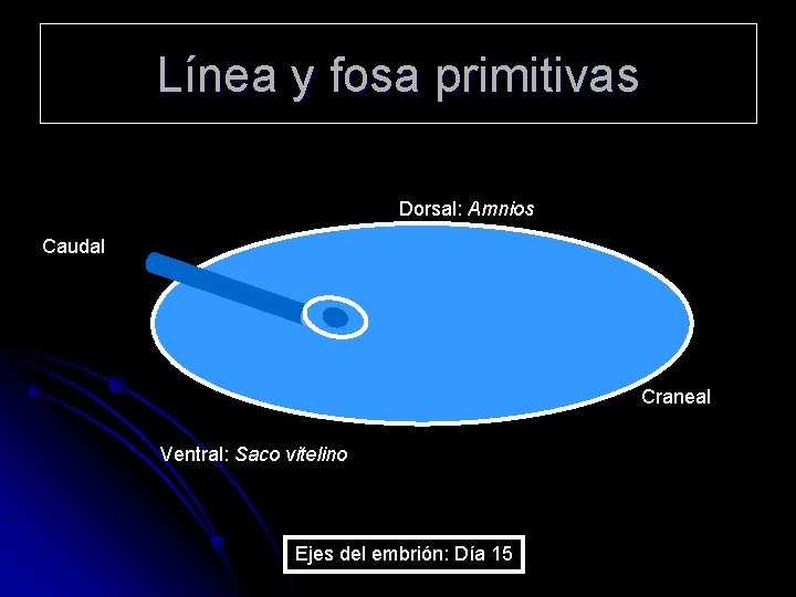 Línea y fosa primitivas Dorsal: Amnios Caudal Craneal Ventral: Saco vitelino Ejes del embrión: