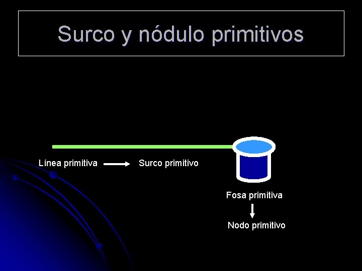 Surco y nódulo primitivos Línea primitiva Surco primitivo Fosa primitiva Nodo primitivo 