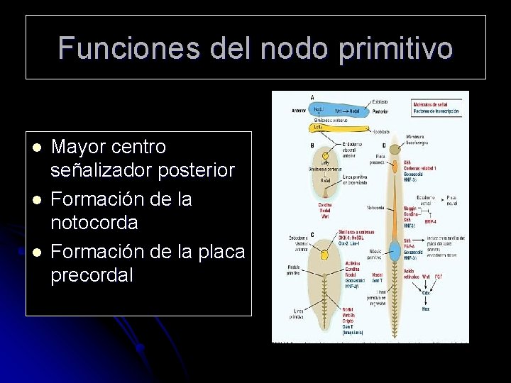 Funciones del nodo primitivo l l l Mayor centro señalizador posterior Formación de la