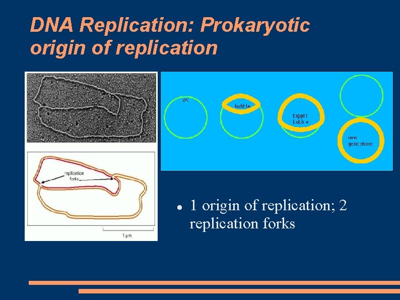 DNA Replication: Prokaryotic origin of replication 1 origin of replication; 2 replication forks 