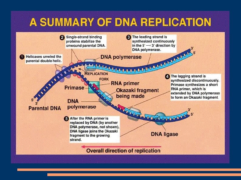 DNA Replication: 
