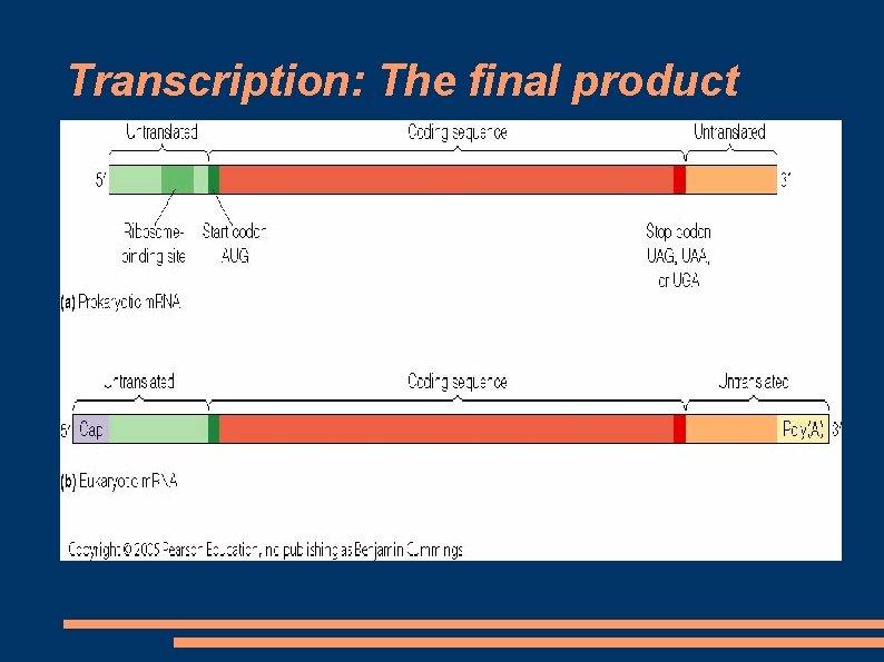 Transcription: The final product 