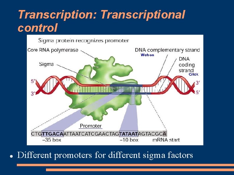 Transcription: Transcriptional control Different promoters for different sigma factors 
