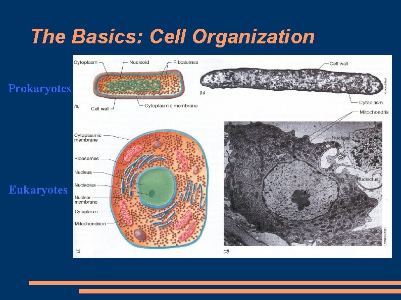 The Basics: Cell Organization Prokaryotes Eukaryotes 