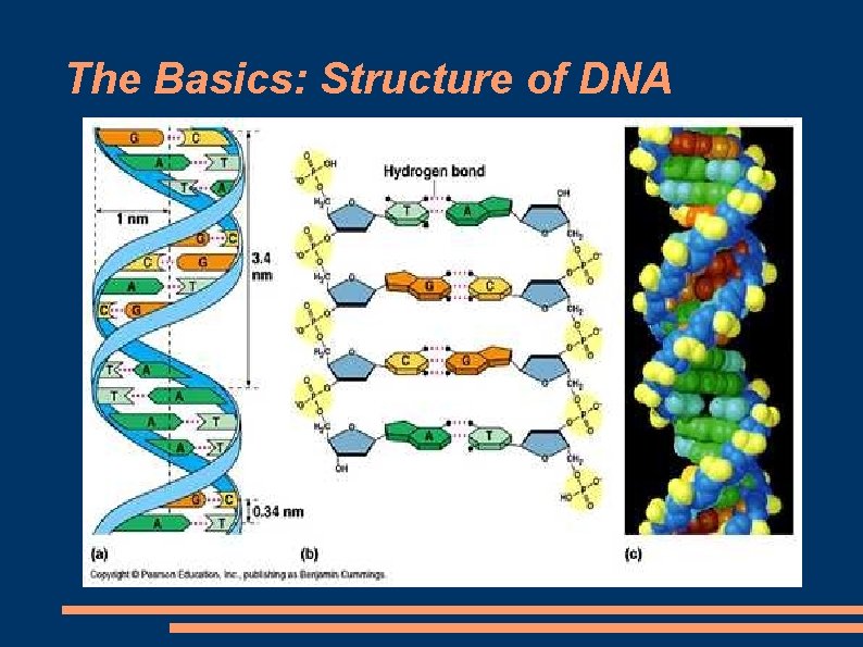 The Basics: Structure of DNA 