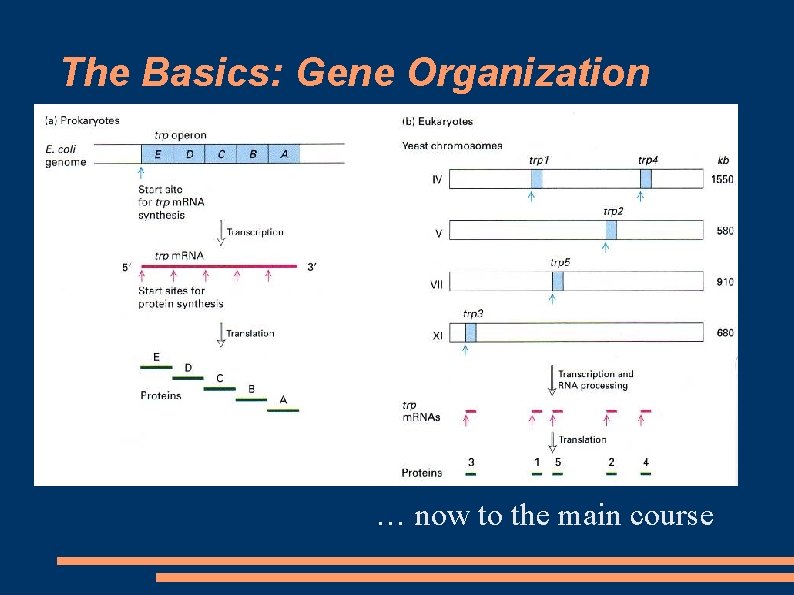 The Basics: Gene Organization … now to the main course 