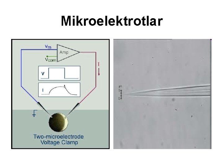 Mikroelektrotlar 