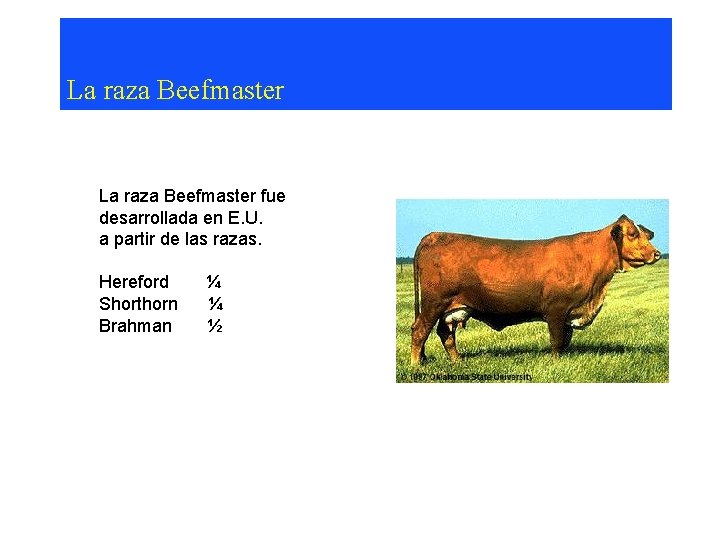 La raza Beefmaster fue desarrollada en E. U. a partir de las razas. Hereford