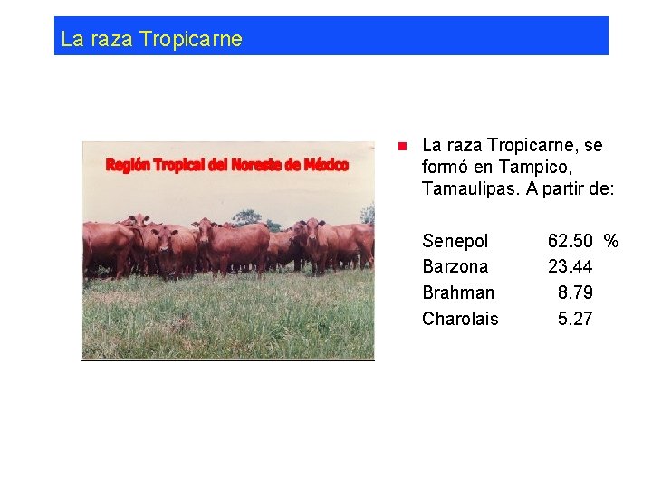 La raza Tropicarne n La raza Tropicarne, se formó en Tampico, Tamaulipas. A partir