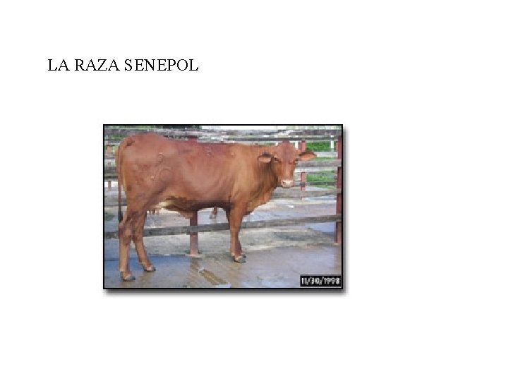 LA RAZA SENEPOL 
