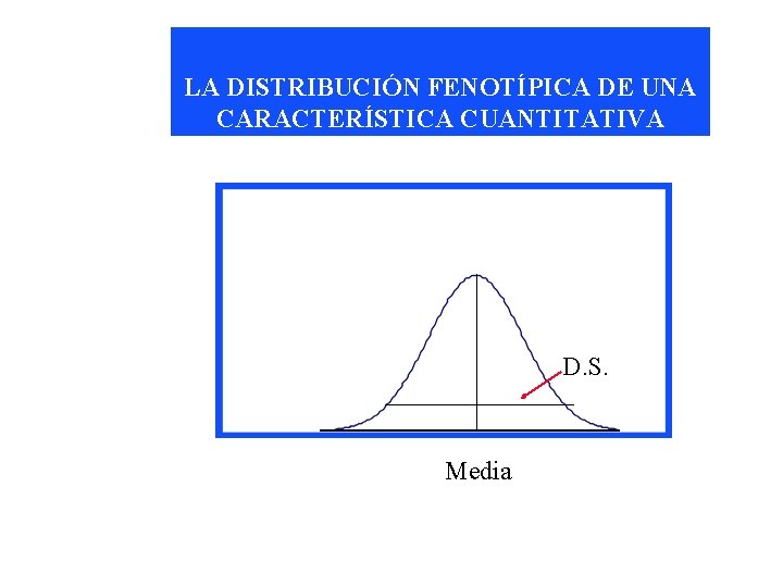LA DISTRIBUCIÓN FENOTÍPICA DE UNA CARACTERÍSTICA CUANTITATIVA D. S. Media 