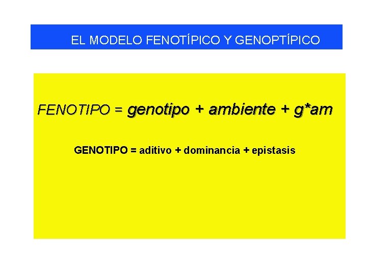 EL MODELO FENOTÍPICO Y GENOPTÍPICO FENOTIPO = genotipo + ambiente + g*am GENOTIPO =