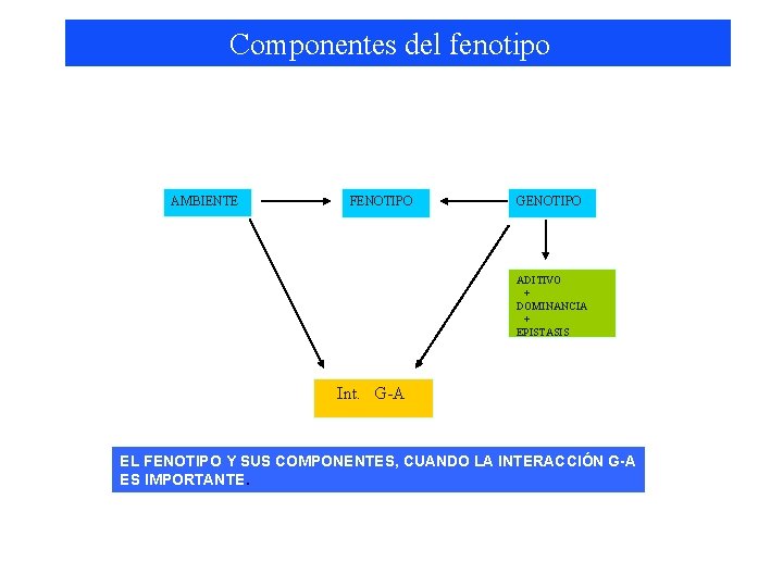 Componentes del fenotipo AMBIENTE FENOTIPO GENOTIPO ADITIVO + DOMINANCIA + EPISTASIS Int. G-A EL