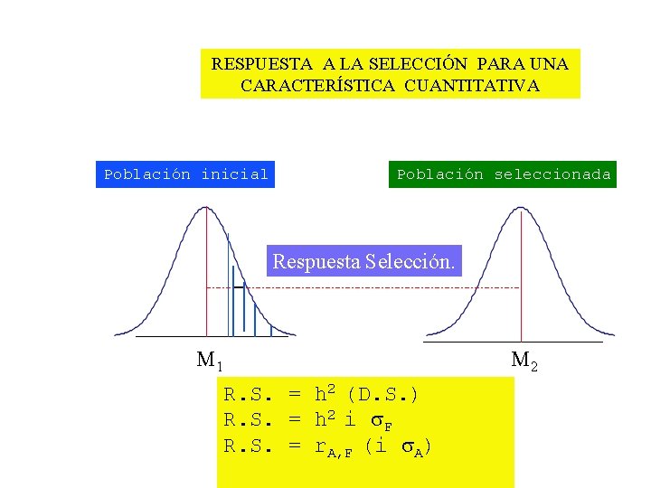 RESPUESTA A LA SELECCIÓN PARA UNA CARACTERÍSTICA CUANTITATIVA Población inicial Población seleccionada Respuesta Selección.