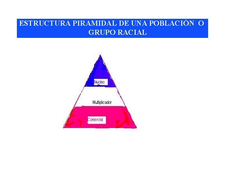 ESTRUCTURA PIRAMIDAL DE UNA POBLACIÓN O GRUPO RACIAL 