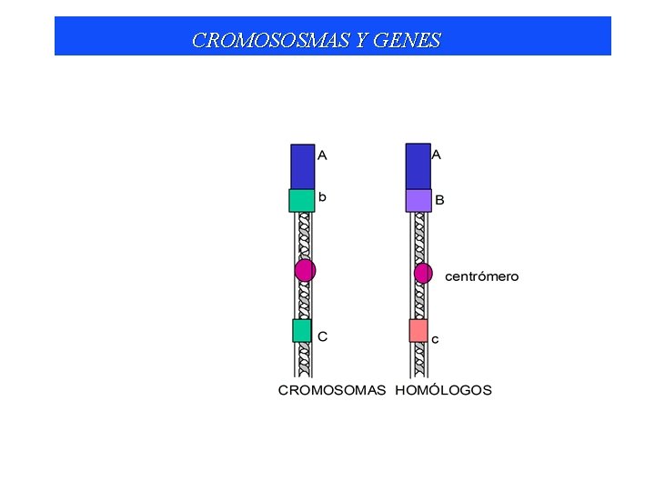 CROMOSOSMAS Y GENES 