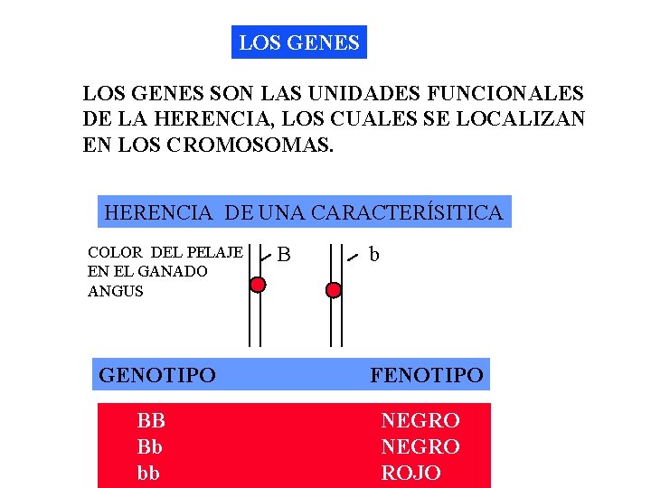 LOS GENES SON LAS UNIDADES FUNCIONALES DE LA HERENCIA, LOS CUALES SE LOCALIZAN EN