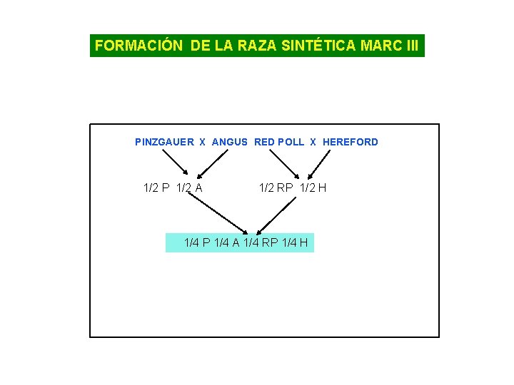 FORMACIÓN DE LA RAZA SINTÉTICA MARC lll PINZGAUER X ANGUS RED POLL X HEREFORD